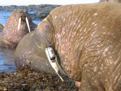 Walrus with a satellite tag on its tusk. © K. Kovacs and C. Lydersen/ Norwegian Polar Institute
