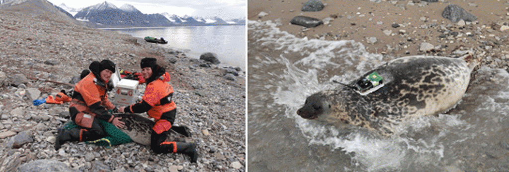 Scientists fit a satellite tag to a ringed seal back at Svalbard