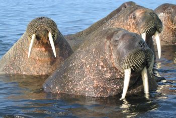 three atlantic walrus