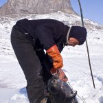 Ringed seal, netting, Greenland