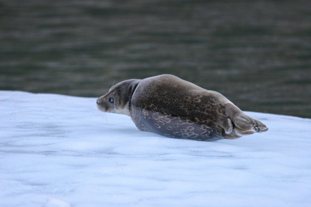 Ringed seal on ice
