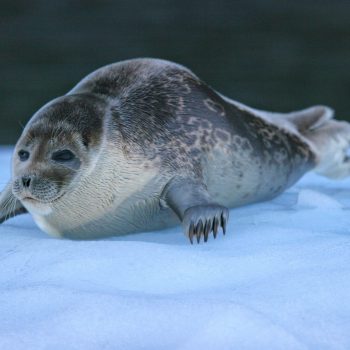Ringed seal on ice with sharp foreclaws