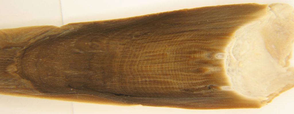 Ear plug mature fin whale