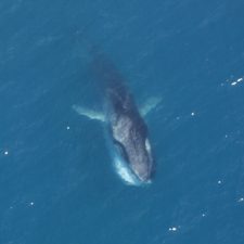 Fin_Whale_feeding_NOAA - NAMMCO