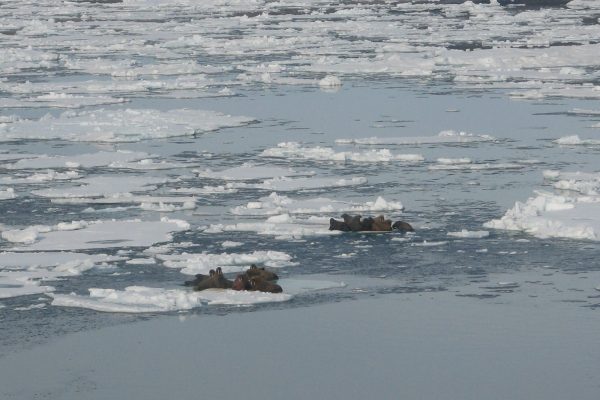 Walrus haul out on the ice © J. Blair Dunn