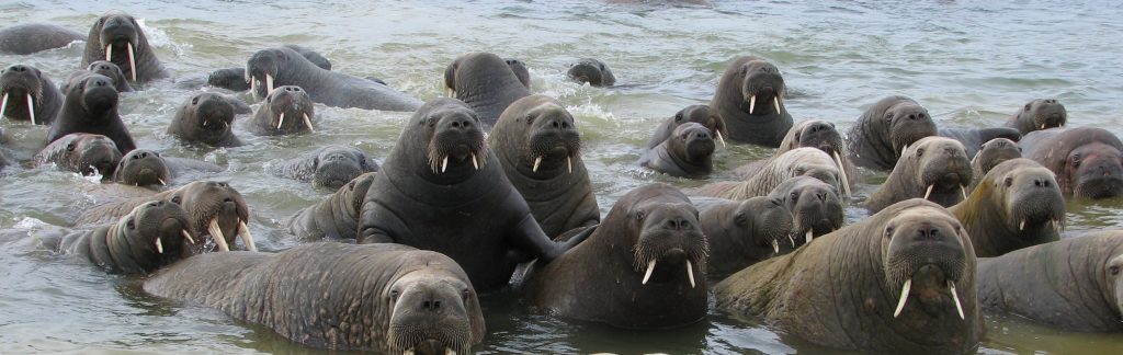 Pack of curious walrus in water