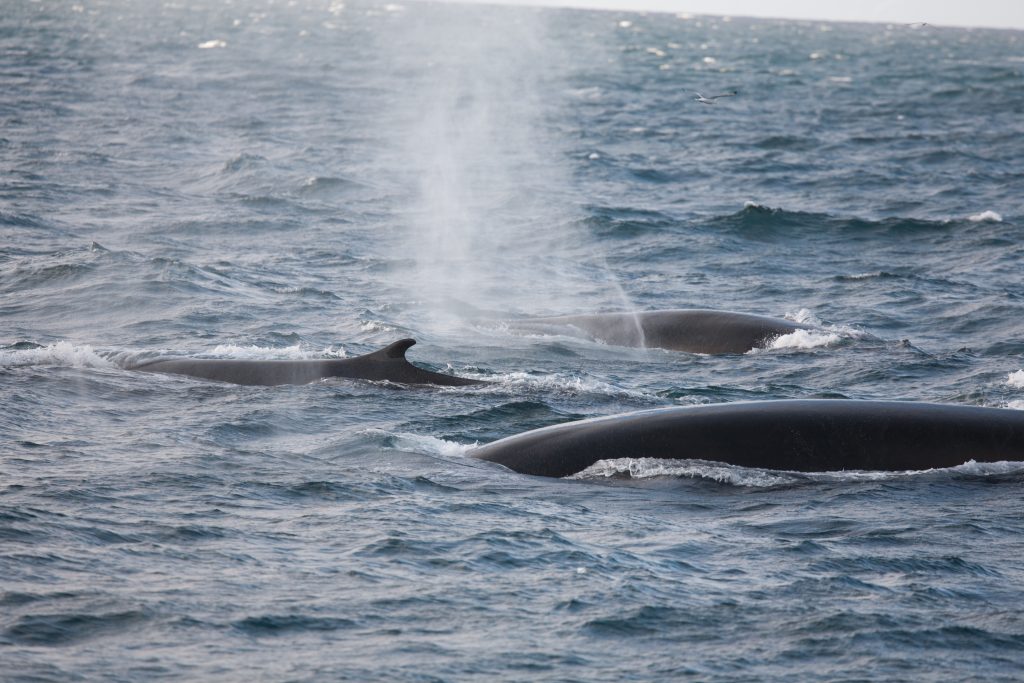 Group fin whales