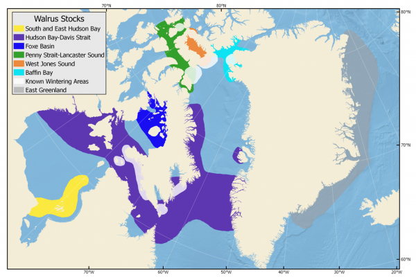 Summer distributions of walrus in Greenland and Canada. Known wintering areas shown in white.