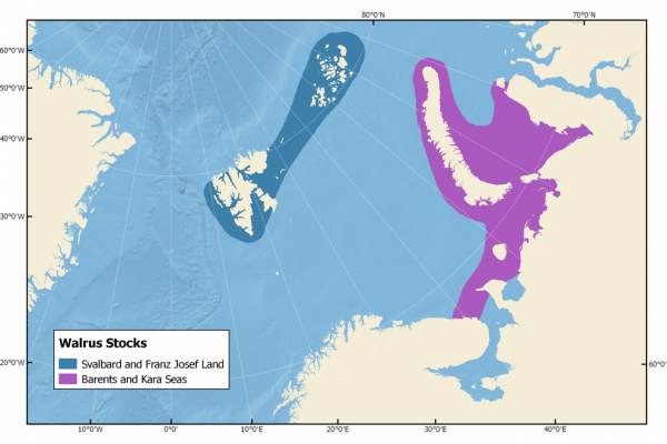 Summer distribution of walrus in Svalbard-Franz Josef Land and the Barents/Kara Seas.
