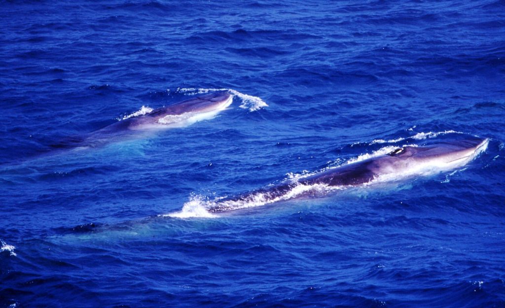 Fin whales North Atlantic