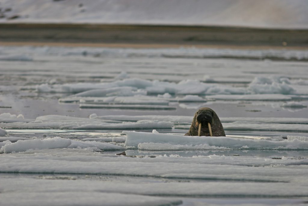walrus in pack ice