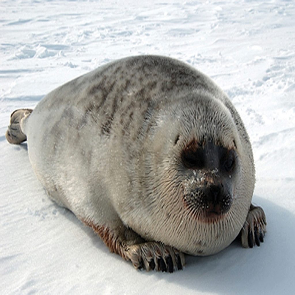 Ringed seal -Pusa_hispida_hispida_NOAA_2 - NAMMCO