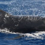 Fast swimming pilot whale