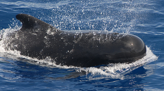 Long-finned pilot whale swimming
