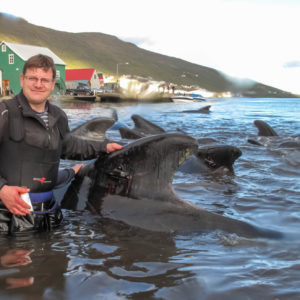 Tagging pilot whales in the Faroes. © Bjarni Mikkelsen