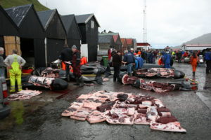 Butchering at the Faroe Islands. The blubber is first removed and placed upside down on the quay, so the meat does not touch the ground. © Faroese Museum of Natural History.