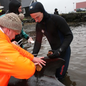 Satellite tagging and release of pilot whales in the Faroe Islands in 2012.© Nordlysid