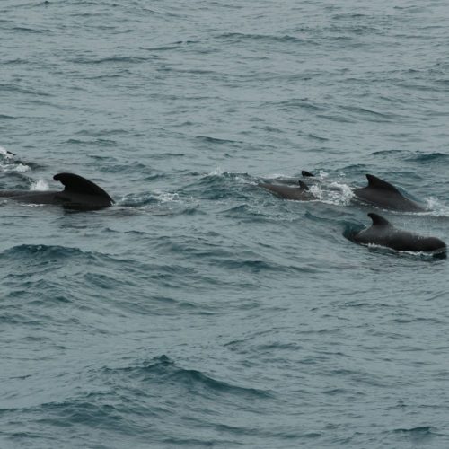 Pod of long-finned pilot whales swimming