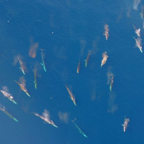 numerous fin whales seen from above representing that marine mammals can be an abundant resource