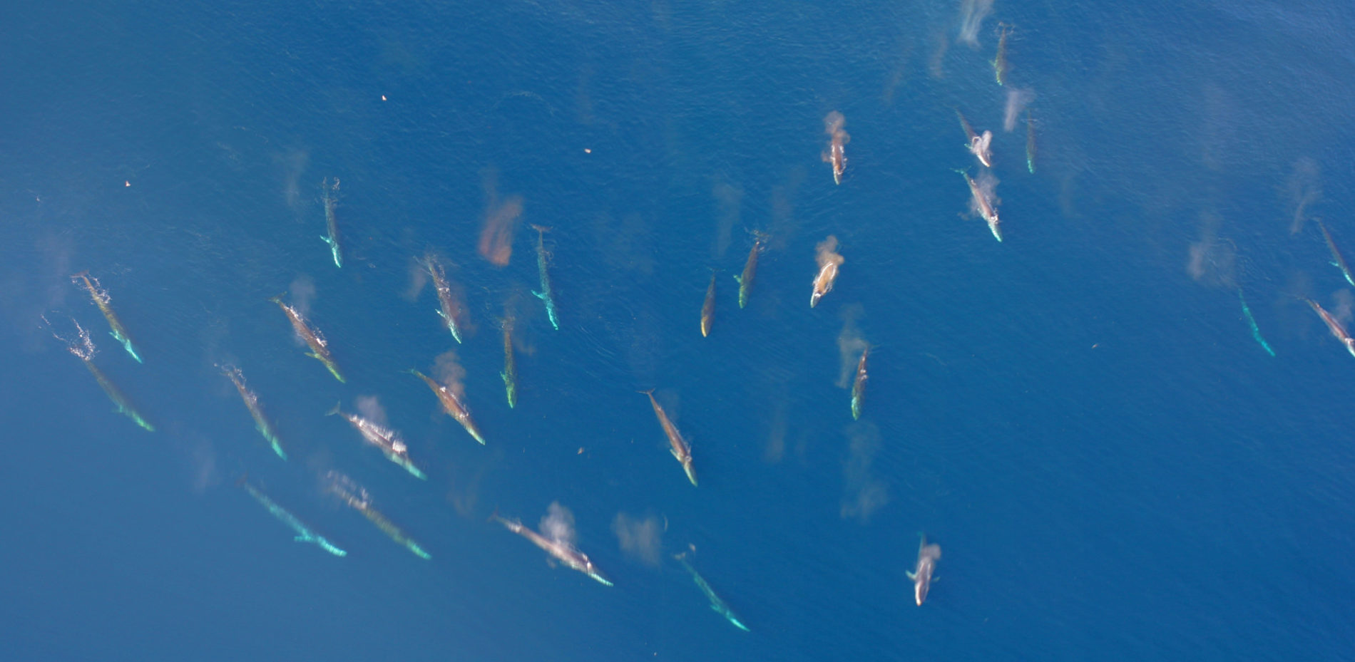 numerous fin whales seen from above representing that marine mammals can be an abundant resource