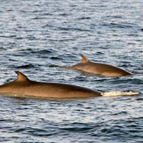 The uncommon sight of two common minke whales off Norway. Minke whales are most often seen alone in the North East Atlantic. © K.A. Fagerheim, IMR, Norway.
