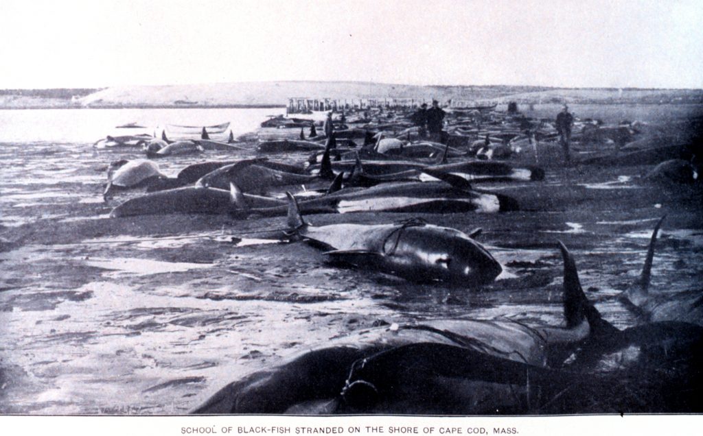 pilot whale mass stranding