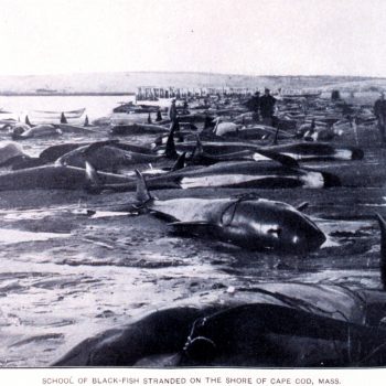 pilot whale mass stranding