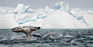 Swimming narwhals