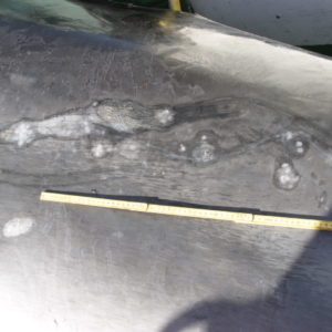 Epibiotics on common minke whale caught off Iceland- sea lamprey scars. © Marine and Freshwater Research Institute, Iceland.
