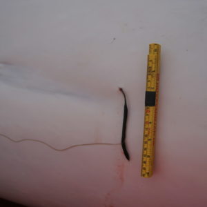 Epibiotics on common minke whale caught off Iceland a fixed Penella. © Marine and Freshwater Research Institute, Iceland.