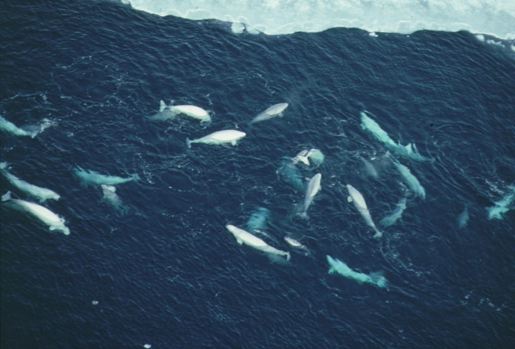 Pod of beluga near ice