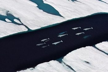 pod of beluga in ice channel