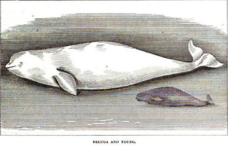 drawing of beluga adult and calf