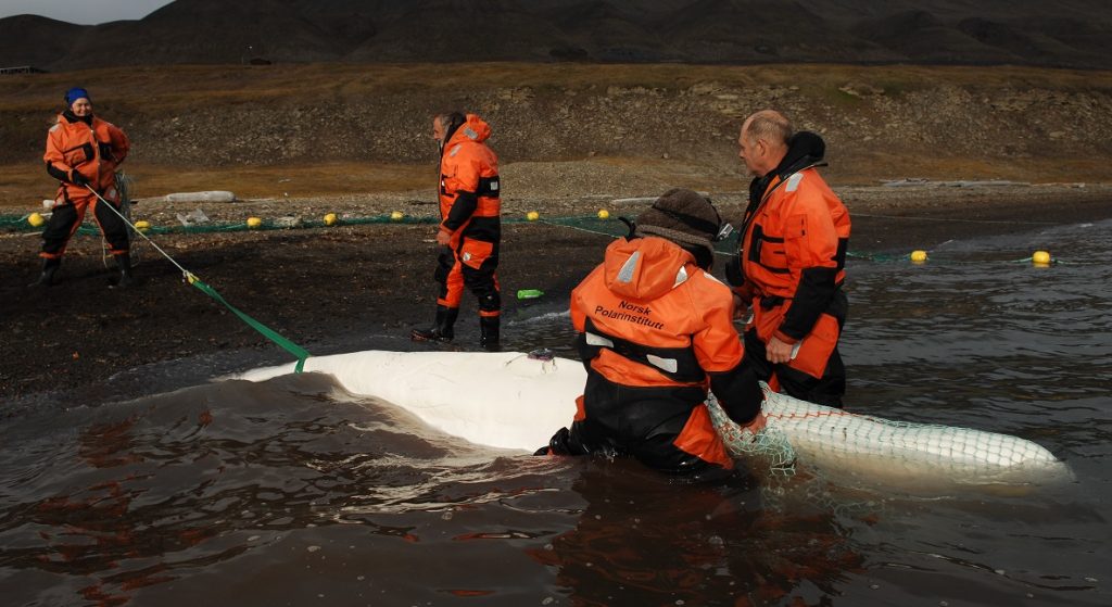 Tagging a beluga in Svalbard