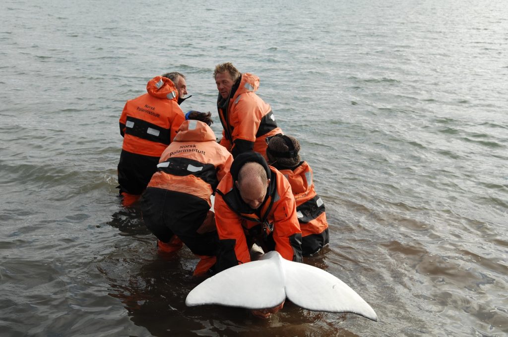 Tagging of beluga in Svalbard
