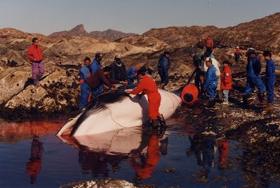 Onshore processing of common minke whale in Greenland. © F. Sejersen