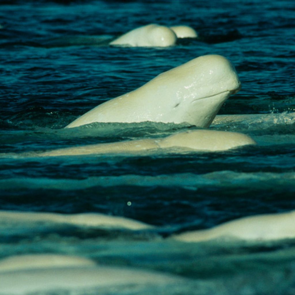 Beluga Whale Delphinapterus leucas (Pallas, 1776)