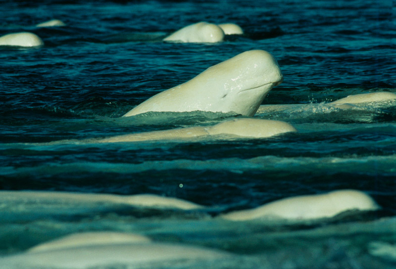 Beluga head swimming