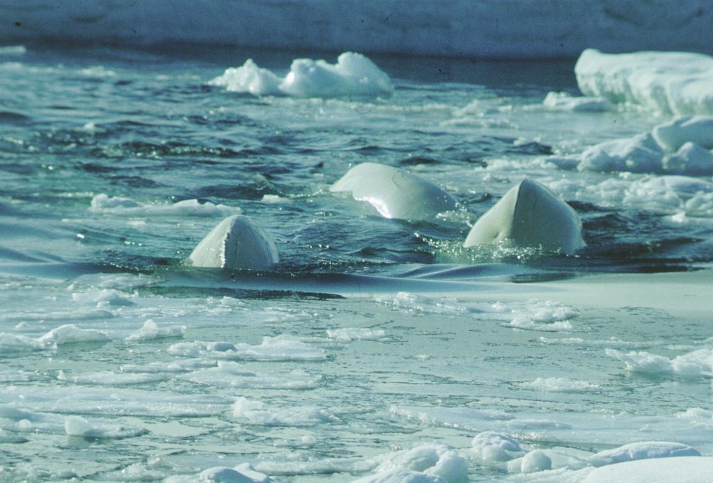 Belugas swimming in icy waters