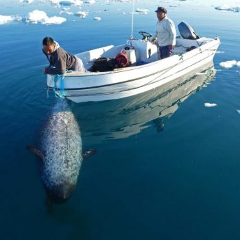 Hunting narwhal Greenland boat