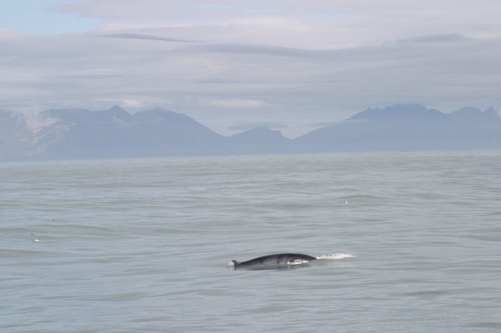 Minke whale off Iceland. © Marine Research Institute, Iceland.