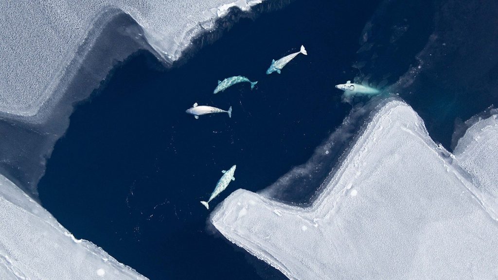 Belugas swimming in icy waters seen from above