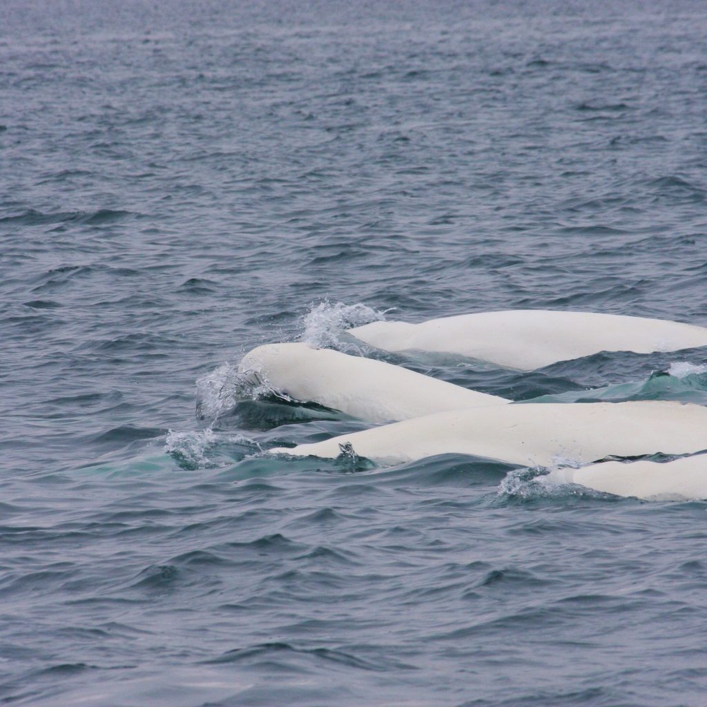 Four belugas swimming 