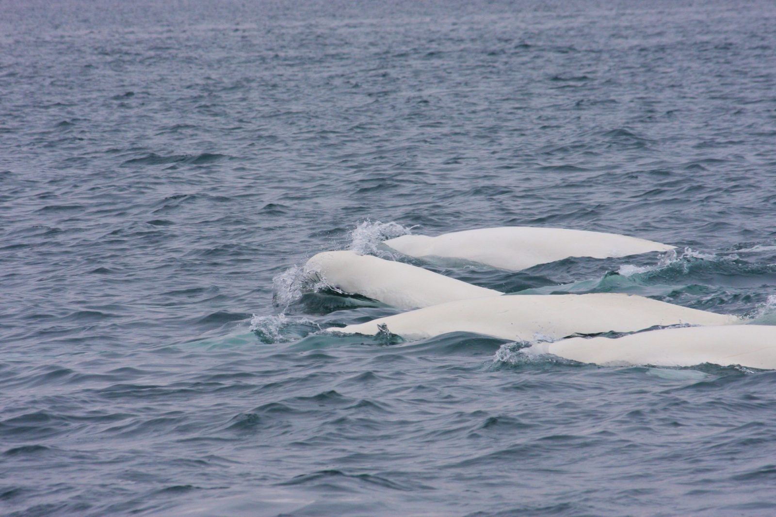 Video Shows Russian Fishermen Rescuing Beached Beluga Whales