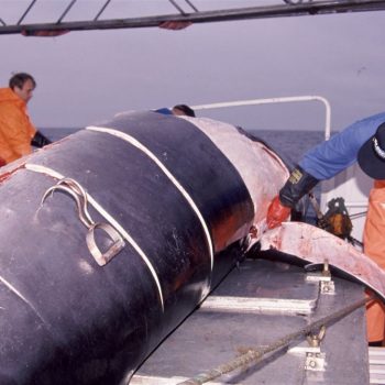 Flensing, minke whale, Norway