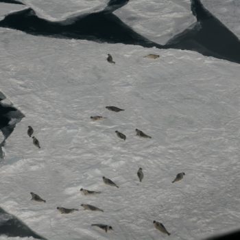 harp seals on ice