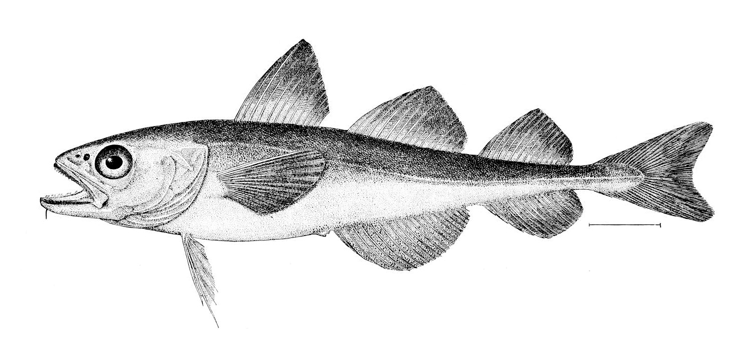 Drawing of polar cod