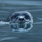 harbour seal, harbor seal