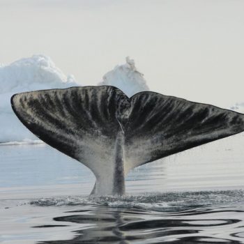 Bowhead whale fluke in Disko Bay, Greenland. © Camilla Ilmoni.