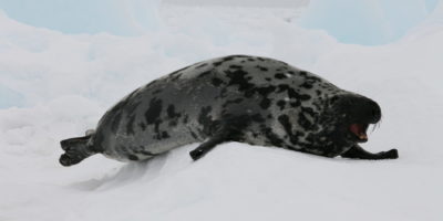 Ann Harvey 2012 GS 394 hooded seal hooded seal